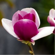Магнолія «Камео» (Magnolia 'Cameo') С5 130- 140 см